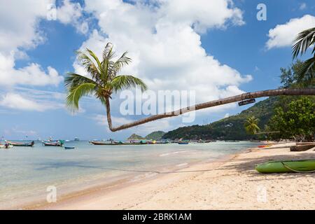 Biegebaum am Strand von Sairee, Koh Tao, Thailand Stockfoto