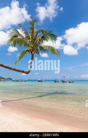 Biegebaum am Strand von Sairee, Koh Tao, Thailand Stockfoto