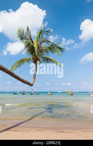 Biegebaum am Strand von Sairee, Koh Tao, Thailand Stockfoto