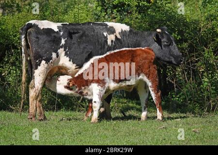 Ein junges Kalb von seiner Mutter Fütterung Stockfoto