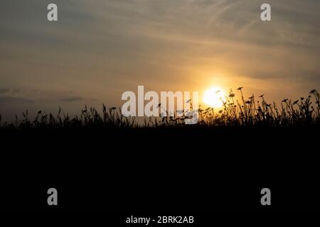 Eine Silhouette eines Feldes von Wildblumen vor einem verschwommenen Hintergrund der Sonne, die an einem Sommerabend in Norfolk, England, durch die Wolken bricht Stockfoto