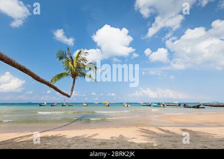 Biegebaum am Strand von Sairee, Koh Tao, Thailand Stockfoto