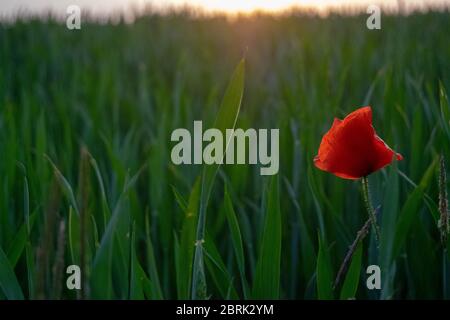 Ein einziger roter Mohn mit der Sonne, die durch die Blütenblätter scheint, vor einem verschwommenen Hintergrund eines grünen Feldes an einem Sommerabend in Norfolk, England Stockfoto