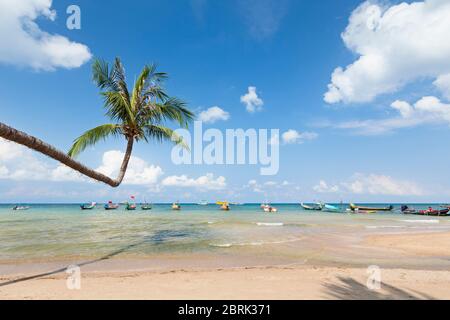 Biegebaum am Strand von Sairee, Koh Tao, Thailand Stockfoto