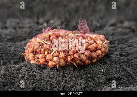 Kleine Zwiebeln im Gitter sind bereit, in den Boden auf dem Bett gepflanzt werden. Pflanzen von Gemüsepflanzen im Frühling im Stadtgarten. Selektiver Fokus. Stockfoto