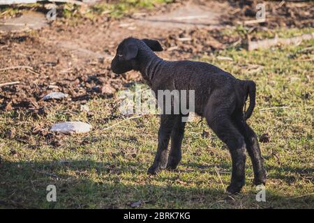 Lamm - Neugeborene kleine schwarze Schafe Stockfoto