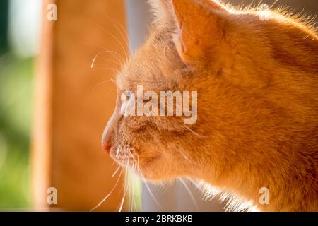 Rote Katze - Nahaufnahme des Kopfes einer Ingwer-Katze, im Garten Stockfoto