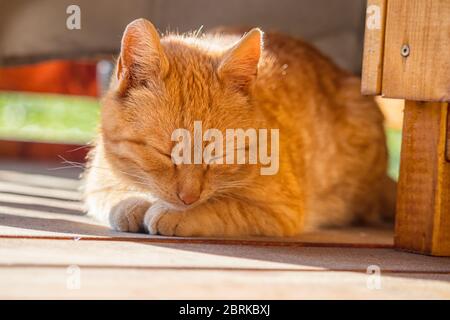 Rote Katze schläft an einem sonnigen Tag auf der Außenterrasse Stockfoto