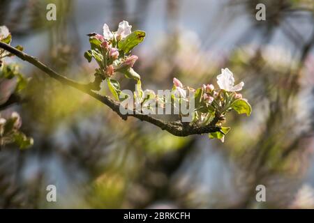 apfelblüten - blühende Äste Stockfoto