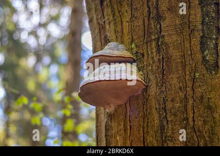 Polyporus - Pilz auf einem Baumstamm, im Wald, Nahaufnahme Stockfoto