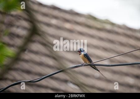 Vogel - Schwalbe sitzt auf einem Draht, im Hintergrund das Dach des Hauses Stockfoto