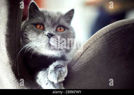 Britisch Kurzhaarkatze Stockfoto