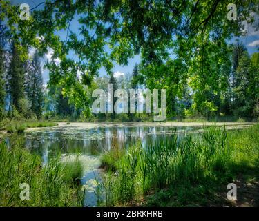 DE - BAYERN: Pfundweiher in den Loisach Mooren bei Bichl (HDR-Bild) Stockfoto