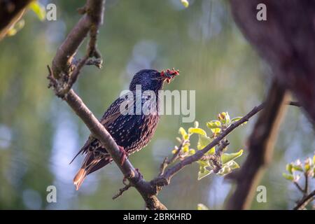 Vogel auf dem Baum - starrt mit der Nahrung (die Insekten) in seinem Schnabel, auf dem Ast des Apfelbaums - bringt der Erwachsene die Nahrung für die Jungen Stockfoto