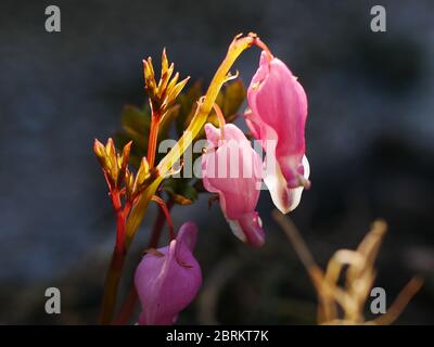 Aufkommende Stängel und rosa blutende Herzblumen (dicentra spectabilis) Stockfoto