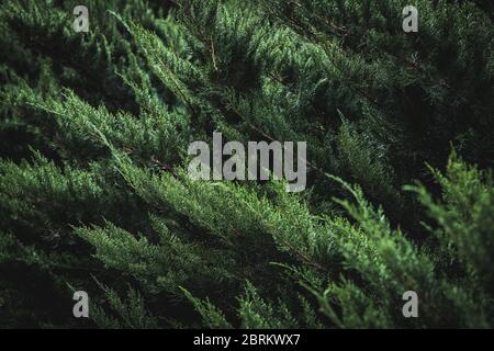 Dunkelgrünes Laub von Cupressus sempervirens auch als mediterrane Zypresse, italienische Zypresse, toskanische Zypresse oder persische Zypresse bekannt Stockfoto