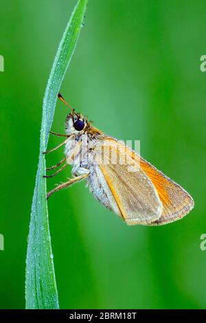 Schwarzkolbiger Braundackkopffalter, Thymelicus lineola, Klasse Insekten (Insecta), Ordnung Schmetterlinge (Lepidoptera), Familie Dickkopffalter (Hesp Stockfoto