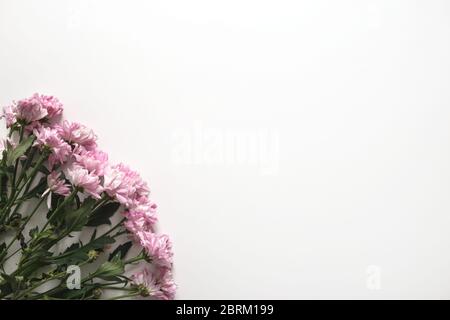 Rosa Gold-Gänseblümchen Blüten isoliert auf weißem Hintergrund mit Kopierraum Stockfoto