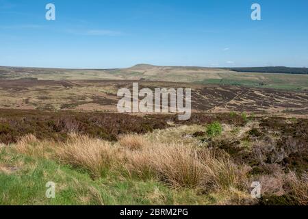 Langholm Moor: Es wurde ein Gemeinschaftskauf eingerichtet und hofft, das Land von Buccleuch Estates zu erwerben, um das Tarras Valley Nature Reserve zu schaffen. Stockfoto