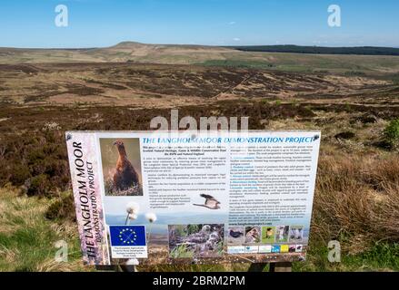 Langholm Moor: Es wurde ein Gemeinschaftskauf eingerichtet und hofft, das Land von Buccleuch Estates zu erwerben, um das Tarras Valley Nature Reserve zu schaffen. Stockfoto