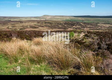 Langholm Moor: Es wurde ein Gemeinschaftskauf eingerichtet und hofft, das Land von Buccleuch Estates zu erwerben, um das Tarras Valley Nature Reserve zu schaffen. Stockfoto