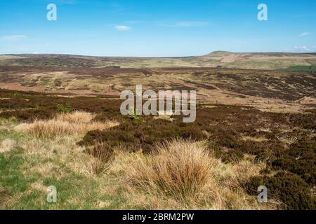 Langholm Moor: Es wurde ein Gemeinschaftskauf eingerichtet und hofft, das Land von Buccleuch Estates zu erwerben, um das Tarras Valley Nature Reserve zu schaffen. Stockfoto