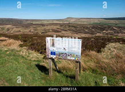 Langholm Moor: Es wurde ein Gemeinschaftskauf eingerichtet und hofft, das Land von Buccleuch Estates zu erwerben, um das Tarras Valley Nature Reserve zu schaffen. Stockfoto