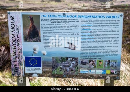 Langholm Moor: Es wurde ein Gemeinschaftskauf eingerichtet und hofft, das Land von Buccleuch Estates zu erwerben, um das Tarras Valley Nature Reserve zu schaffen. Stockfoto