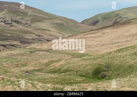 Tarras Valley, Teil der Langholm Moor Community Buyout, um Land von Buccleuch Estates zu kaufen, um das Tarras Valley Nature Reserve zu schaffen. Stockfoto