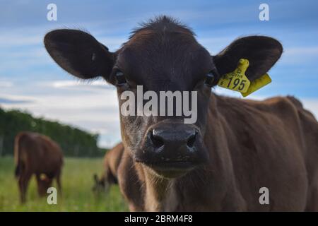 Life Style Farming Life-Szene Stockfoto