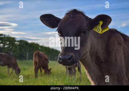 Life Style Farming Life-Szene Stockfoto