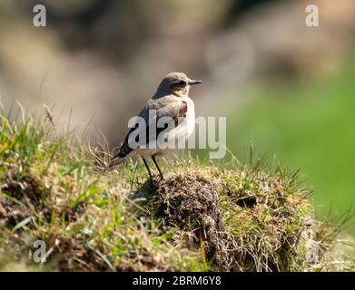 Weibliche Nordbrachrose, (Oenanthe oenanthe) auf einer Grasbank im Tarras Valley, Dumfries & Galloway, Schottland. Stockfoto