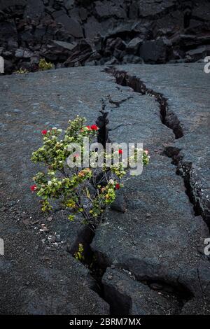 Ein Ohi'a Baum, der aus einem Riss im Lavafelder des Kilauea Iki Kraters wächst, Hawaii Volcanoes National Park, Hawai'i, USA Stockfoto
