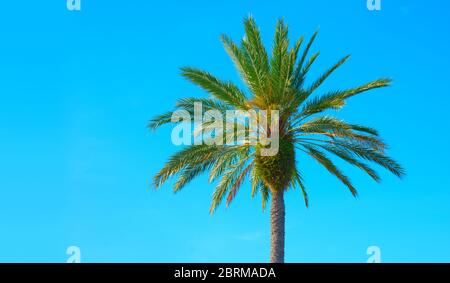 Farbenfrohe, herrlich gepflegte üppig grüne indische Dattelpalme mit Farnen, die um die Blattbasis wachsen und vor einem strahlend blauen Himmel isoliert sind. Stockfoto