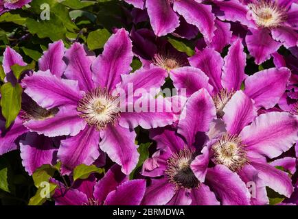 Clematis möglicherweise 'DR Ruppel'. Zentral dunkelrosa, fast violett, Streifen blutend bis zu blassrosa Blütenblättern. Stockfoto