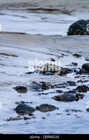 Algen und Mullusk bedeckte Felsen im Gezeitenbecken am Strand Stockfoto