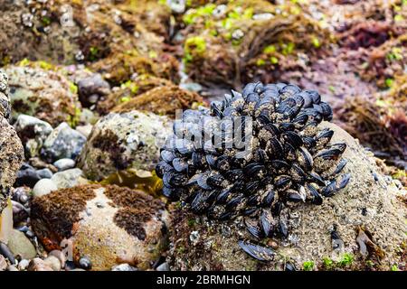 Große Ausbisse von Muscheln auf Felsen in interditidalen Zoneat Ebbe Stockfoto