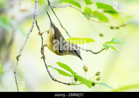 Weiblicher Schwarzkehliger Blauwaldsänger während der Frühjahrswanderung Stockfoto