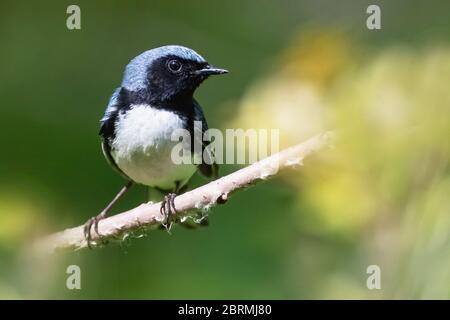 Männlicher Schwarzkehliger Blauwaldsänger während der Frühjahrswanderung Stockfoto