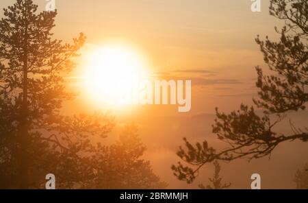 Große weiche Sonne scheint durch sehr nebligen wilden skandinavischen Kiefernwald, goldener Sommertag mit starkem Nebel in den Bergen, Nordschweden Stockfoto