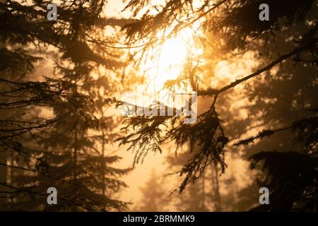 Nahaufnahme durch nebligen skandinavischen Berg wilden Kiefernwald, Sonne scheint hinter den Kiefern, goldener Sommertag mit starkem Nebel in Berg Stockfoto