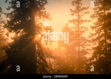 Schöne weiche Sonne scheint durch sehr nebligen skandinavischen Kiefernwald, goldener Sommertag mit starkem Nebel in den Bergen, Nordschweden Stockfoto