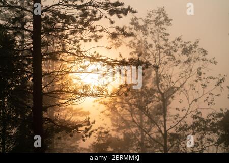 Nahaufnahme durch nebligen skandinavischen Berg wilden Kiefernwald, Sonne scheint hinter den Kiefern, goldener Sommertag mit starkem Nebel in Berg Stockfoto