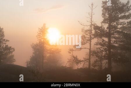 Sanfte Sonne scheint durch sehr nebligen skandinavischen Kiefernwald, goldener Sommertag mit starkem Nebel in den Bergen, Nordschweden Stockfoto