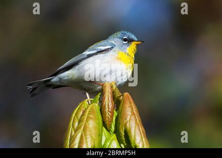 Nördlicher Parula-Waldläufer während des Frühjahrs Stockfoto