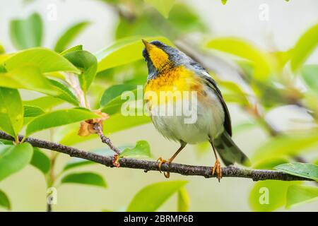 Nördlicher Parula-Waldläufer während des Frühjahrs Stockfoto