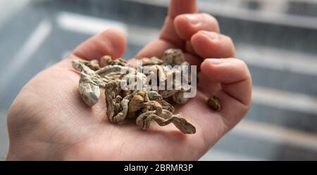 Stämme von Psilocybin Pilze Nahaufnahme Stockfoto