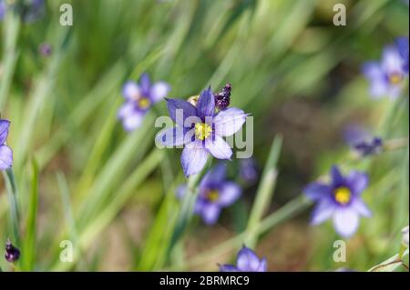 Sisyrinchium angustifolium, allgemein bekannt als schmalblättrige Blauäugiger-Gras Stockfoto