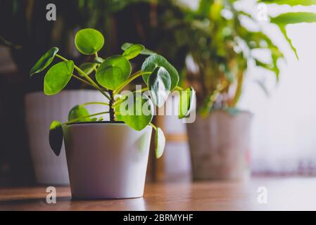 Pilea Peperomioides, bekannt als die Pilea oder chinesische Geldanlage. Grüne Zimmerpflanzen im Topf. Konzept des städtischen Dschungels, wachsende Pflanzen zu Hause Stockfoto