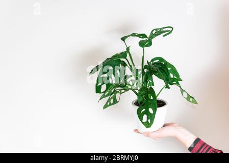 Hand halten Monstera Affen Maske Pflanze (Monstera Obliqua oder Monstera adansonii) in Blumentopf auf weißem Hintergrund. Konzept der wachsenden Pflanzen zu Hause Stockfoto